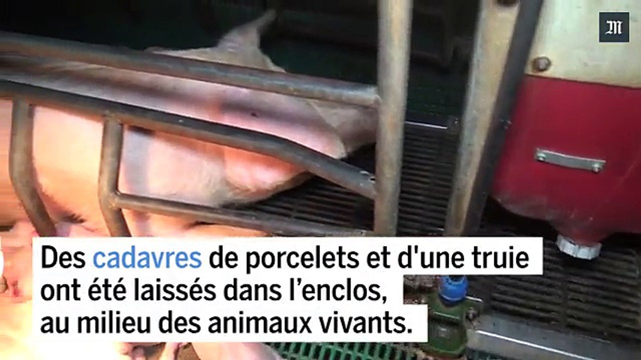 Une nouvelle vidéo accablante dans un élevage intensif de cochons bretonsf