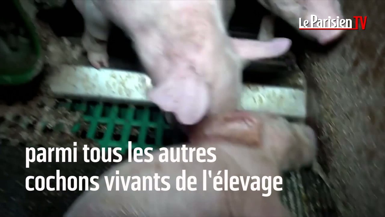L214 diffuse une nouvelle vidéo choc dans un él...
