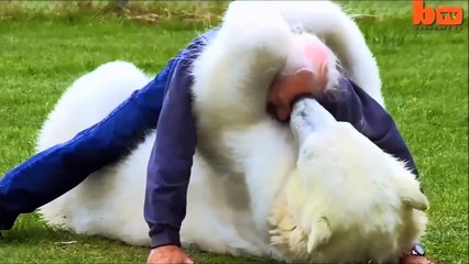 Une histoire d'amitié entre un homme et un ours polaire