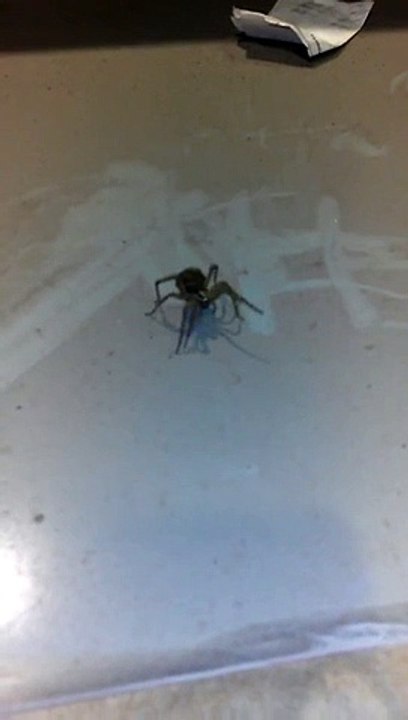 Une araignée porte des milliers de bébés araignée