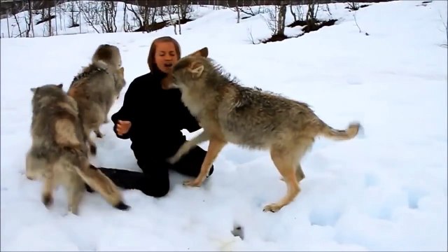 Une belle histoire d'amitié entre une femme et des loups sauvages !