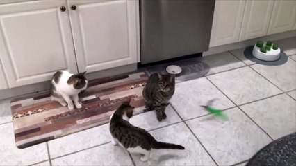 زوجان يكرسان حياتهما لرعاية 4 قطط من ذوى الاحتياجات الخاصة