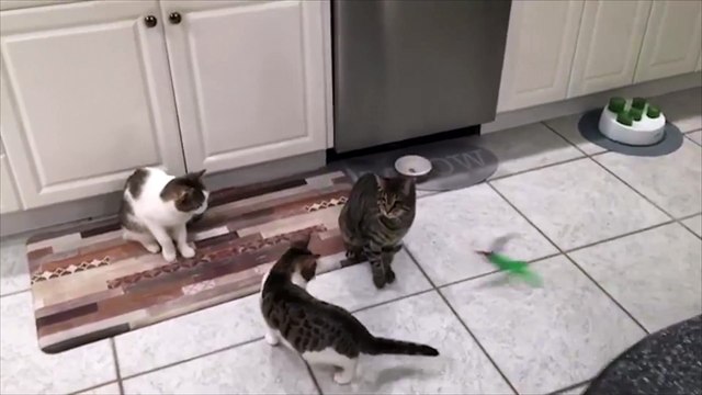 زوجان يكرسان حياتهما لرعاية 4 قطط من ذوى الاحتياجات الخاصة