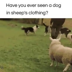 خروف يقلد الكلاب ...اضحك من قلبك