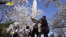 Will D.C.’s Famed Cherry Blossoms Survive the Cold?