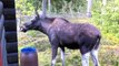 The Moose is Loose - Moose Video for  egfvwg4