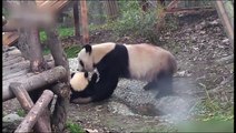 Sevimli yavru pandaların banyo serüveni
