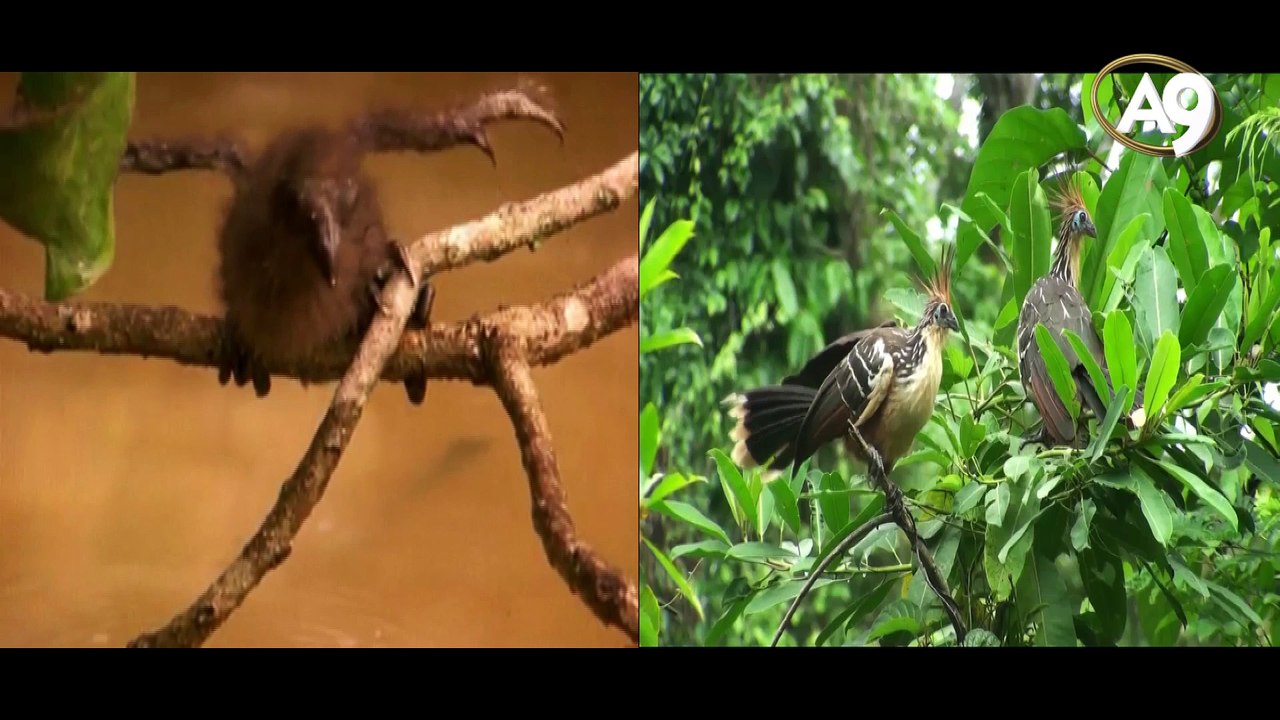 Die Lügen der Evolutionstheorie