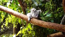 Cute Koalas Playing  Funny Koala Bears [Frhber