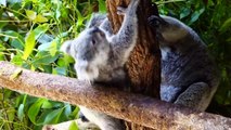 Cute Koalas Playing  Funny Koala Bears [F vsdvs