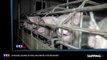L214 : la nouvelle vidéo choc de l’association dans un élevage de cochons