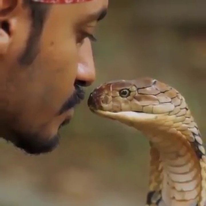 Puthja e Vdekjes - Cobra