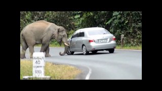 شاهد ماذا فعل هذا الفيل بالسيارات