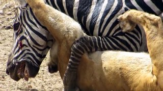 Amazing  Lion vs Zebra !!! Zebra hero !!!