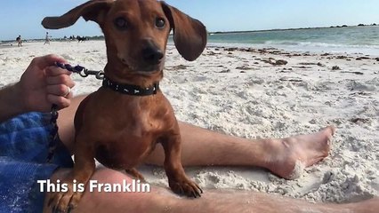 Dog's epic first time at the beach