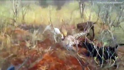 Leopardi sulmohet nga qentë, e pëson keq