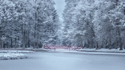 Download Video: The Beauty of the Snow | National Geographic Documentary 2017 | BBC Natural Documentary 2017