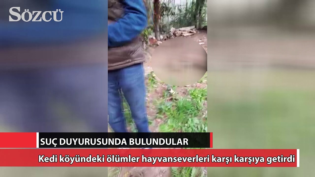 Kedi köyündeki ölümler hayvanseverleri karşı karşıya getirdi