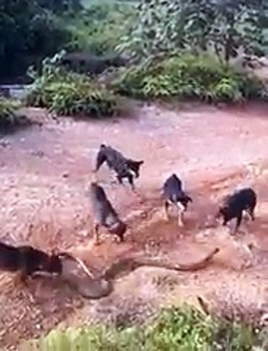 Dogs against huge cobra
