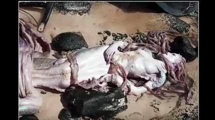 Video Penampakan Putri Duyung Asli Fenomena Keajaiban Dunia Terbaru