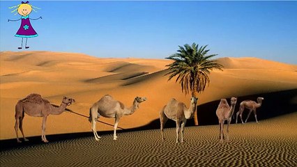 Funny Animals Cartoon Nursery Rhyme | Crazy Camel Deer Finger Family Preschool Children So