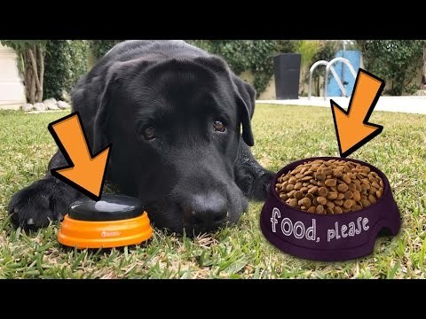 Clever Dog Presses Buzzer to Get Food