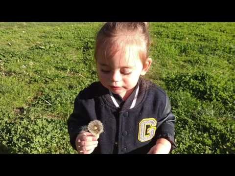 In the Battle of Toddler vs Dandelion, the Dandelion Emerges Victorious