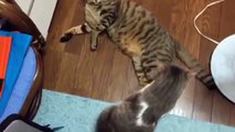 ポッチャリ猫VSマッチョマン猫！