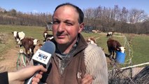 Hautes-Alpes : Printemps : Aux Romettes les vaches ont enfin le droit de sortir !