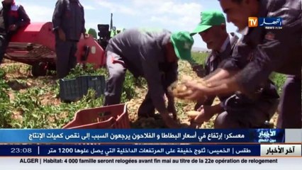 إرتفاع أسعار البطاطا لهذه السنة... و السبب !!!