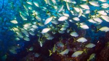 In the Field: Scuba Diving Costa Rica's Bajo de Diablo Aboard Okeanos Aggressor I