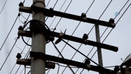 Elektrik Tellerine Asılı Kalan Kuş Kurtarıldı
