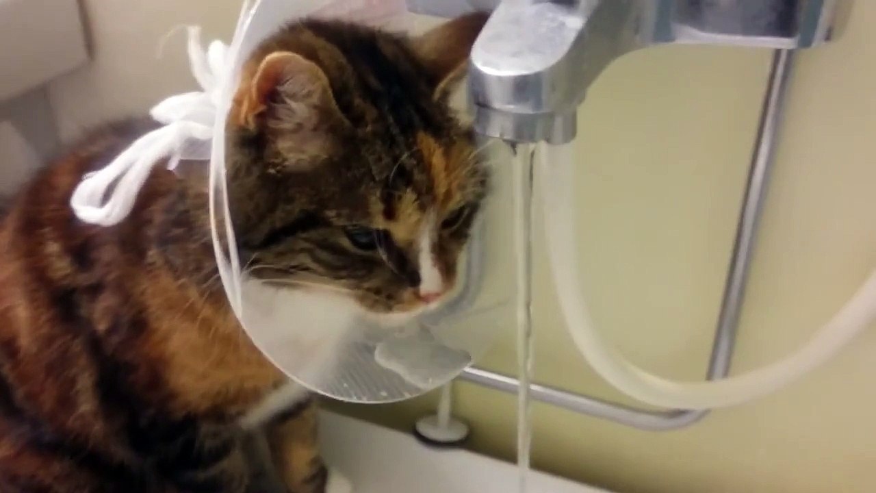 Su İçmenin En Kolay Yolunu Bulup Zeka Patlaması Yaşayan Kedi