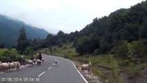 Cãe pastor se distrae e ovelhas aproveitam o momento para descer o sarrafo em sua dona