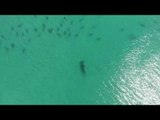 Hammerhead Shark Hunts a School of Blacktip Sharks in Florida