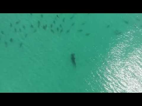 Hammerhead Shark Hunts a School of Blacktip Sharks in Florida