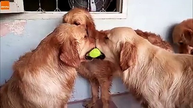 হাসতে হাসতে পেট ব্যাথা । কখনো এমন চিত্র দেখেননি আপনারা, না দেখলে মিস করবেন । পর্ব (38)