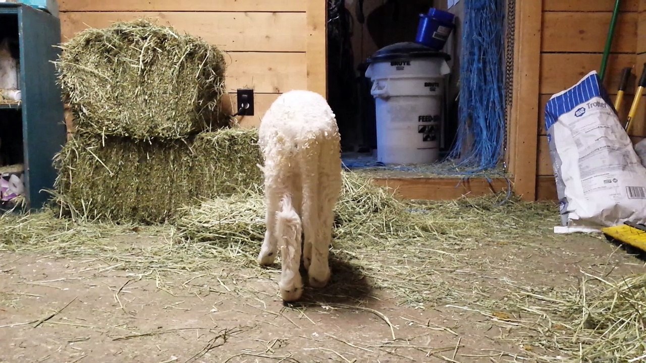A Quick Snack Then Back To Sleep
