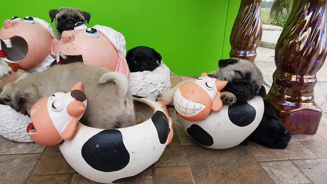 Pugs in Pots