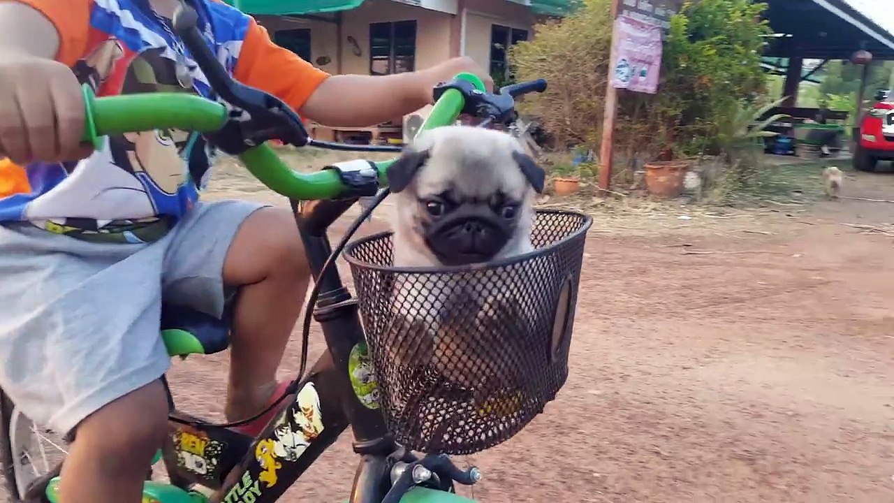 All Aboard the Puppy Train