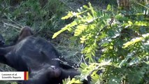 Remarkable Video Captures Chimps Cleaning Deceased Member's Teeth In Apparent Ritual