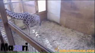 West Michigan giraffe expecting baby this fall