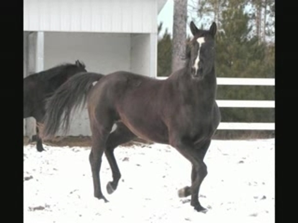 Chevaux