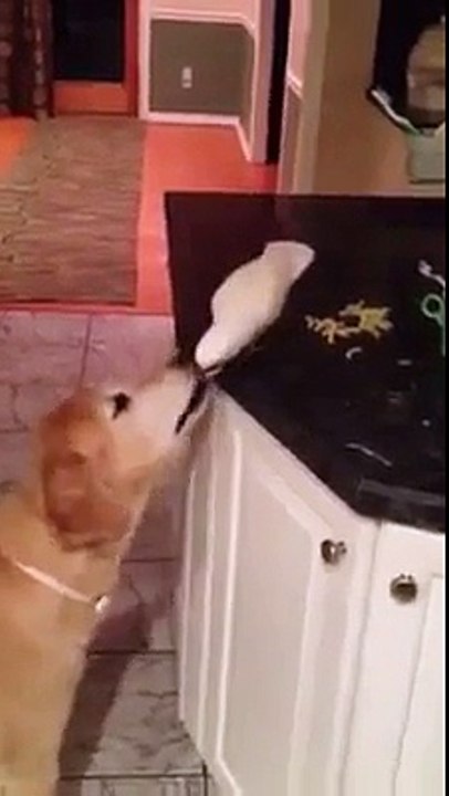 Very funny video must watch