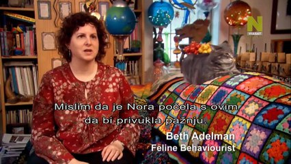 Talentovane Zivotinje (Macka, koja voli da svira Klavir)