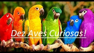 #Curiosidades: 10 Aves Curiosas #1