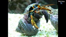 #Curiosidades: 10 curiosidades sobre crustáceos (Incrível) #2