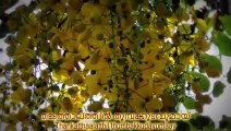 Thankathalathil Full Song Video (Yesudas) with Lyrics (E&M) ft Kani Konna | Vishu Songs | Vishu Festival Songs | Kerala Harvest Festival | Pookanithalam- Malayalam Festival Songs | Vishu Songs Malayalam | വിഷുപ്പാട്ടുകൾ