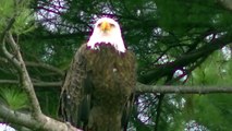 Fighter American Bald Eagle ! What You May Find in Minnesota !