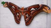 Dünyanın en büyük kelebeği Dev kanatlı Atlas Kelebeği